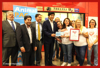 dogs eat cauliflower