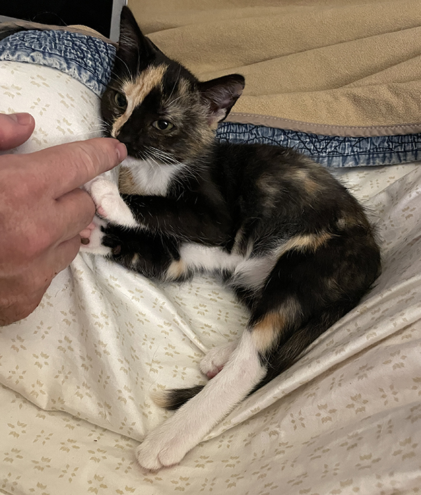 Orange Pekoe – Adopted! – Kitty Devore Rescue