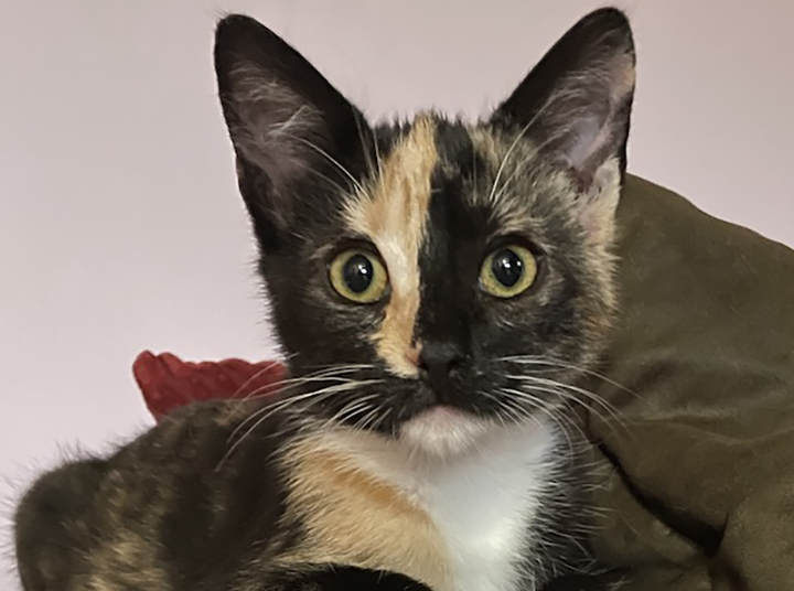 Orange Pekoe – Adopted! – Kitty Devore Rescue